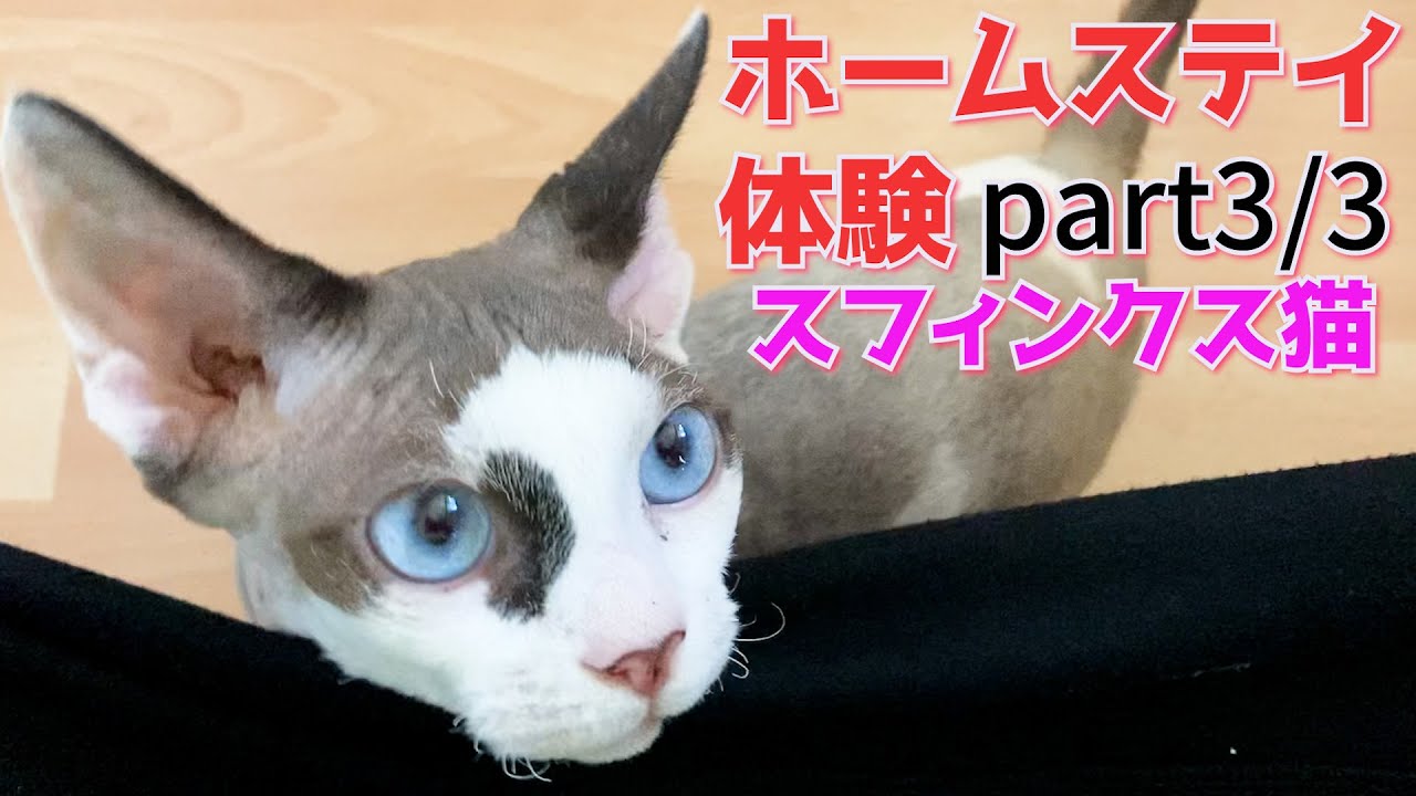 110:スフィンクス猫ヨーダのホームステイ体験part3/3