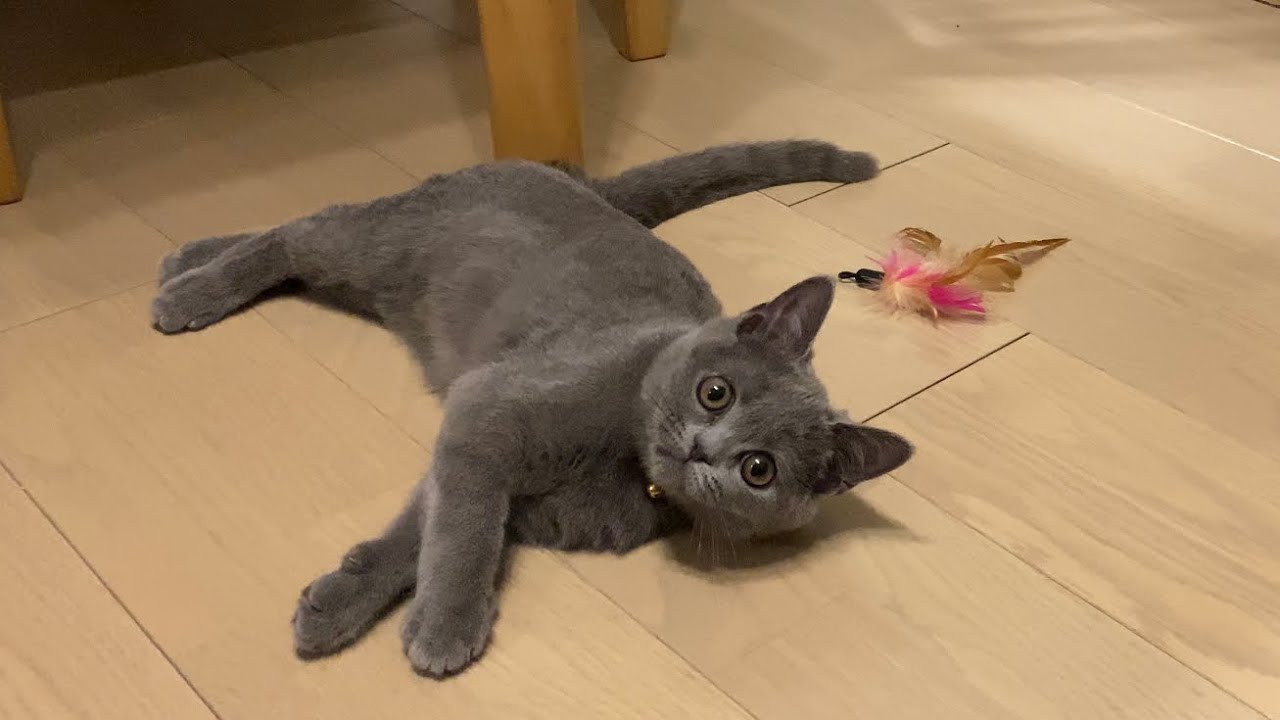 猫のいる生活②【夜寝るまで】ブリティッシュショートヘア