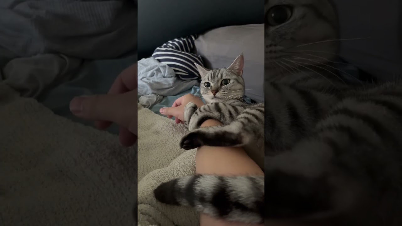 猫に仕事に行くと伝えただけなのに…笑【#Shorts】