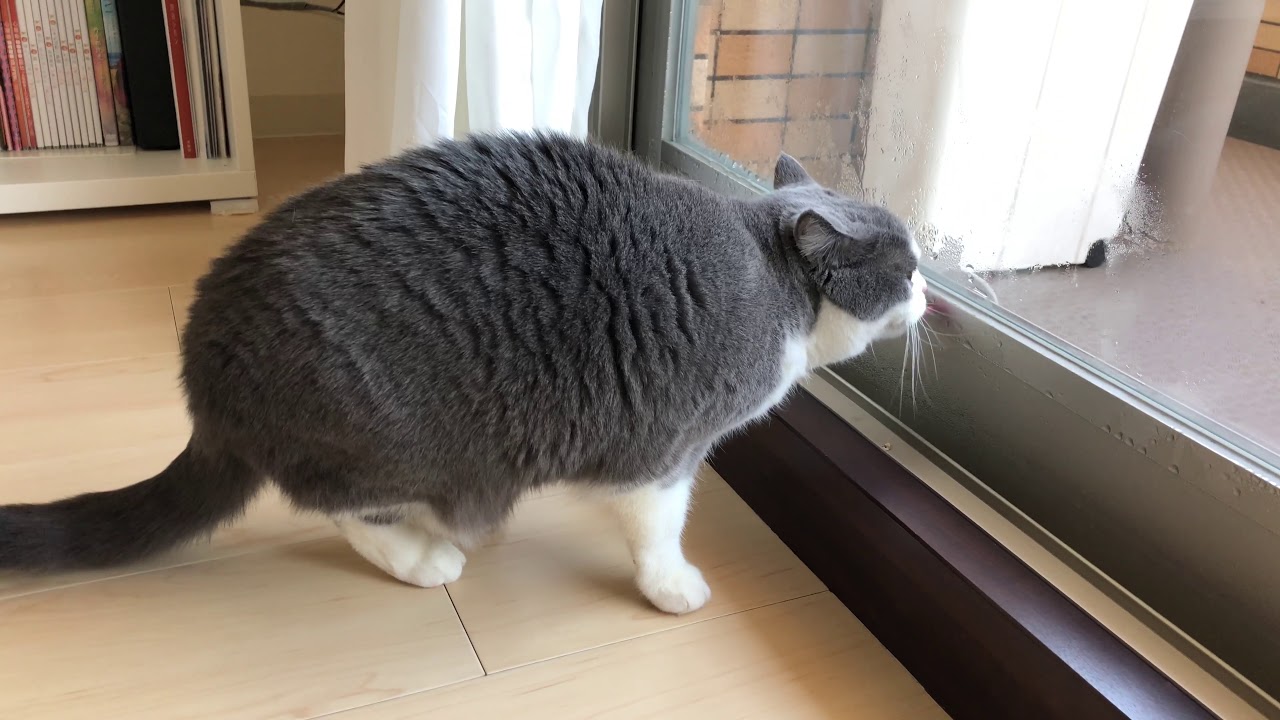 2018/01/27　セルカークレックスの梅子vol.296