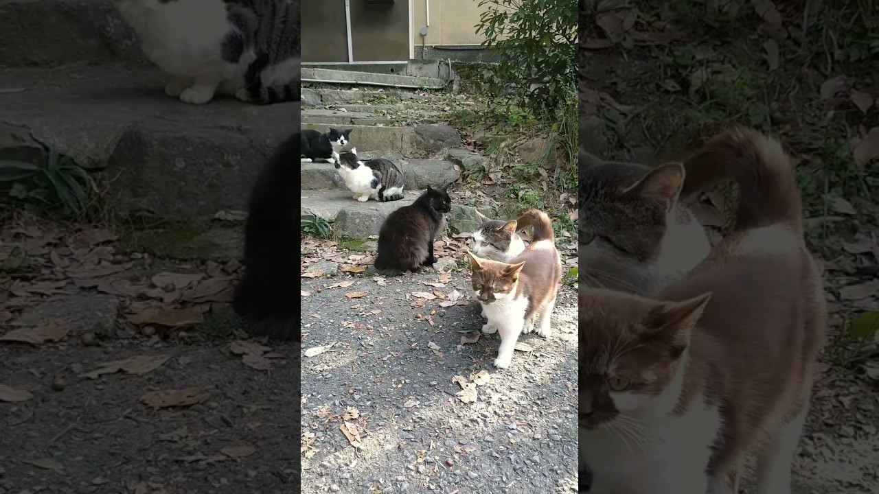 Japanese cute cats are all here! 日本の猫たちが勢揃い