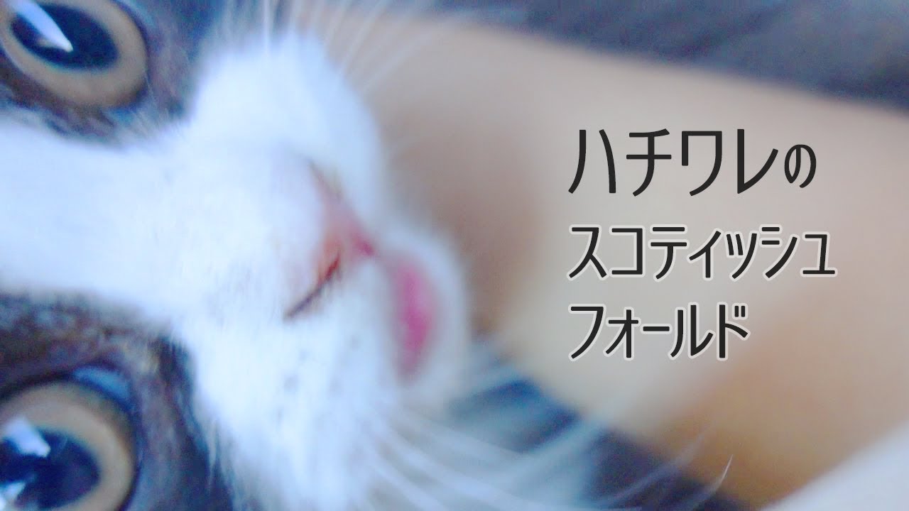 【ハチワレ猫】スコティッシュフォールド 長毛でハチワレちゃんを検討中の方へ