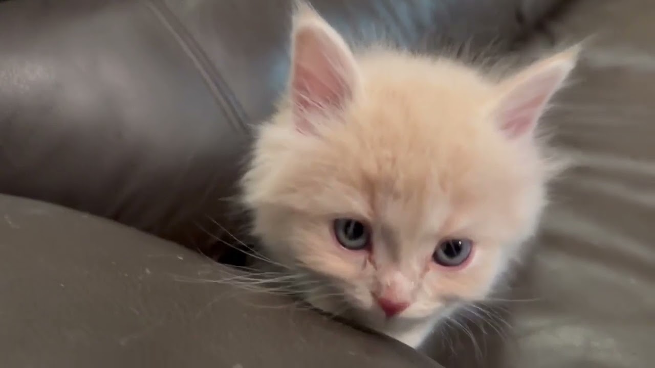 セルカークレックス 直毛ふわふわロング💕レッドタビーの男の子