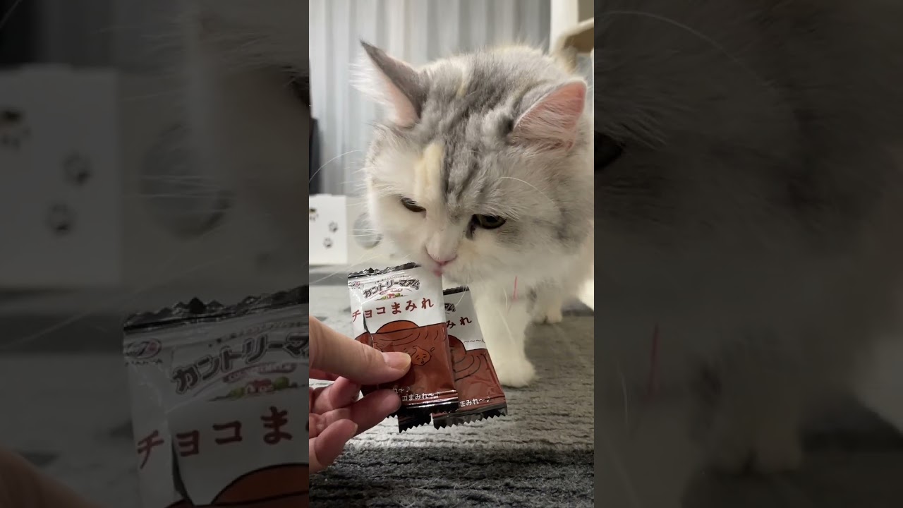 チョコまみれが好きすぎる子猫【猫のいる暮らし】#Shorts