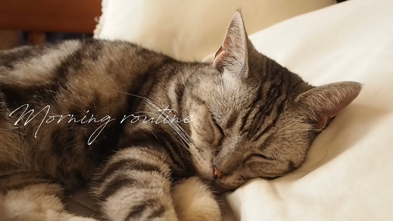 《ねこlog》16歳アメリカンショートヘアのモーニングルーティン