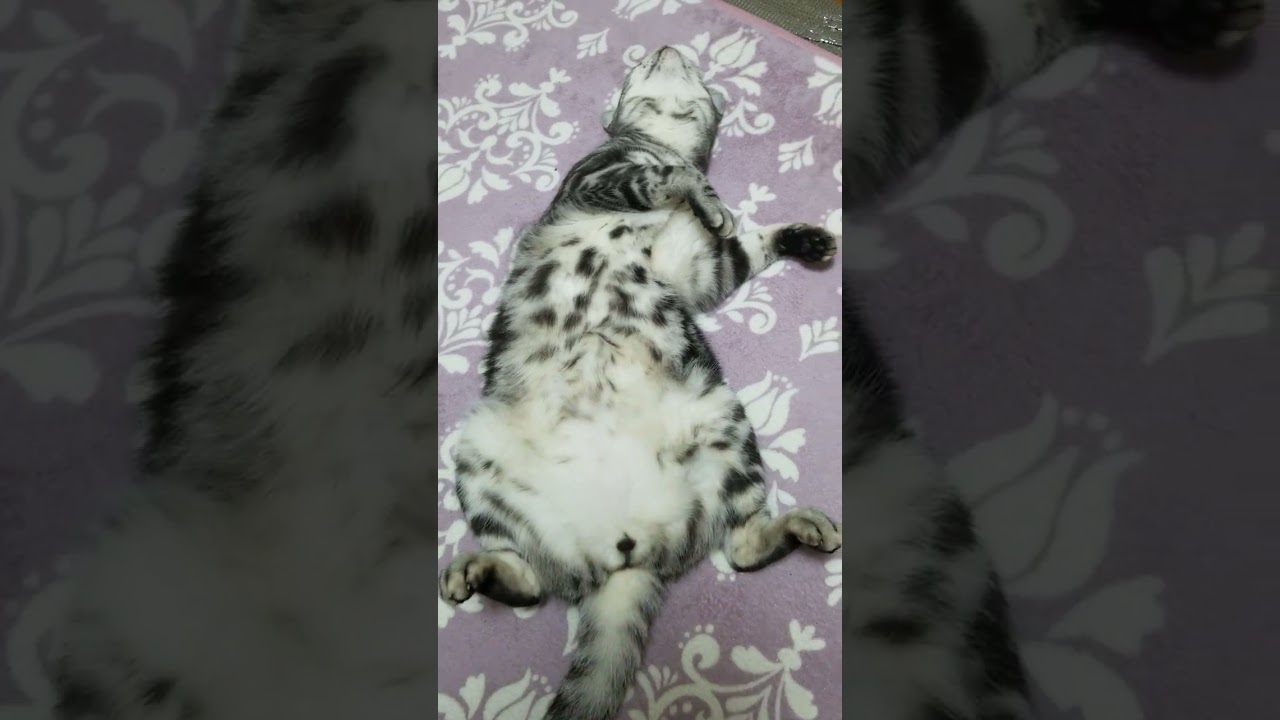 お腹全開で寝ているアメショーのりぃ#アメリカンショートヘア