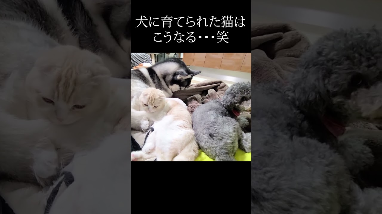 深夜の初詣から帰宅したら子猫が犬になってた...笑#shorts