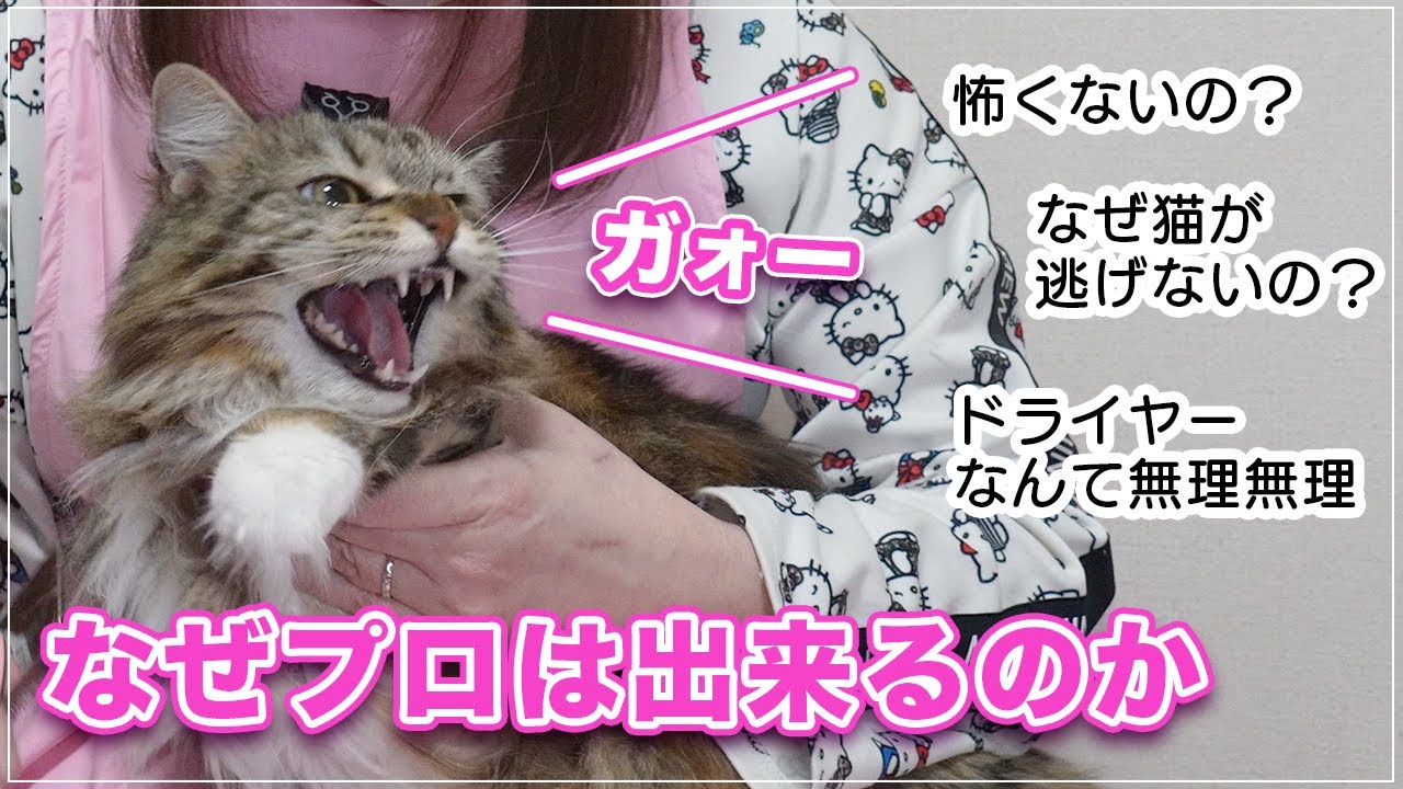 【サラちゃん】どうしてプロは猫のシャンプーが出来るのでしょうか。みーちゃん先生の頭の中を解説してもらったら凄すぎました【メインクーン】