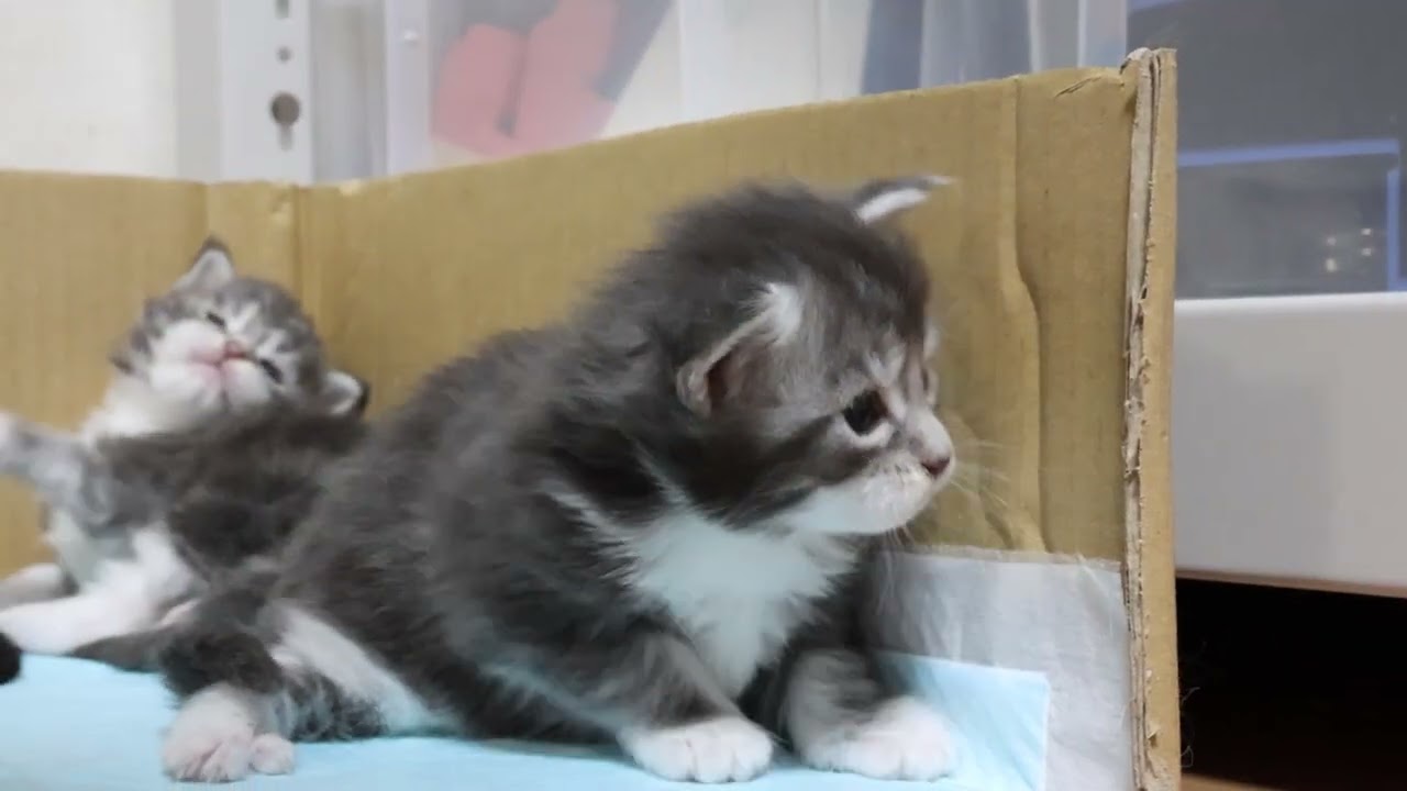 ブルーのメインクーン子猫マリアちゃん