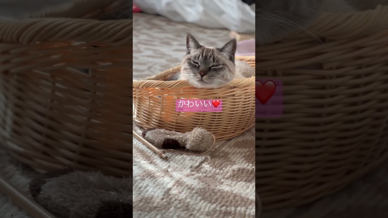 うとうと中　#shorts #シャムトラミックス