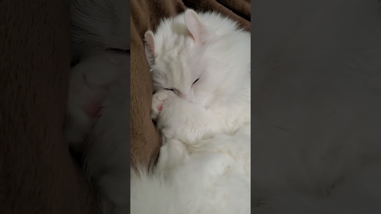 【癒し動画】寝相がかわいすぎる猫 #shorts #アメリカンカール #猫動画