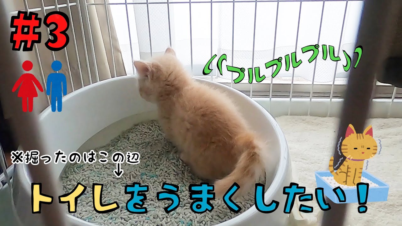 #3【短足マンチカン】トイレをビシッとキメたい子猫