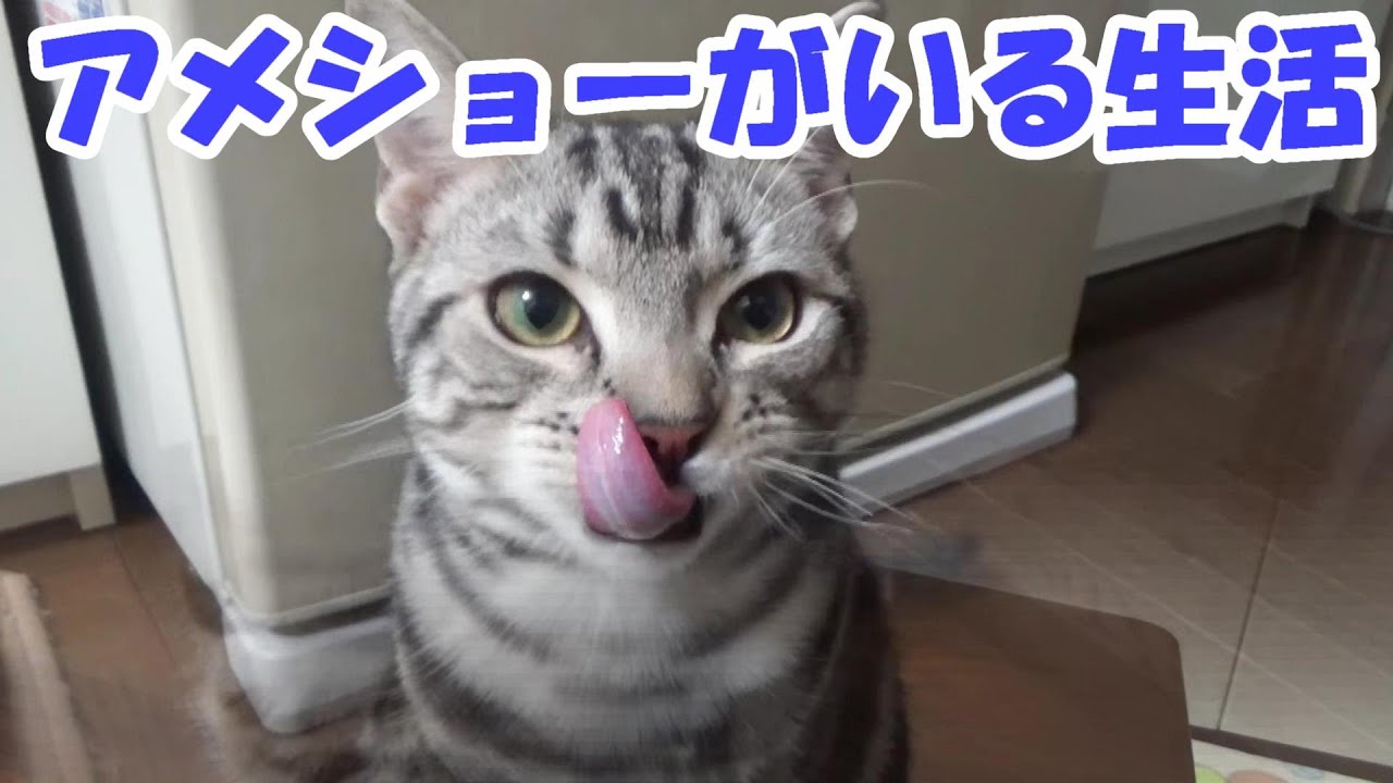 アメショーのいる日常生活　生後７ヶ月　（アメリカンショートヘア）