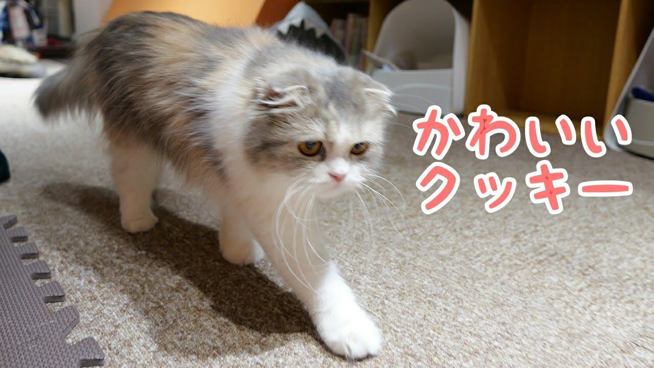 【スコティッシュフォールド】かわいいクッキー