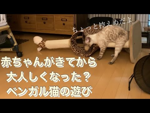 ベンガル猫が子供に遠慮して遊ぶようになりました