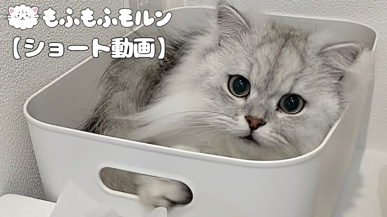 箱の中からティッシュにイタズラする猫 【サイベリアン】 #Shorts