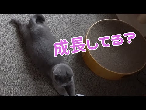 どんどん成長していくシャルトリューの猫がいます。行動範囲も体系もどんどん成長していますw           【シャルトリュー】