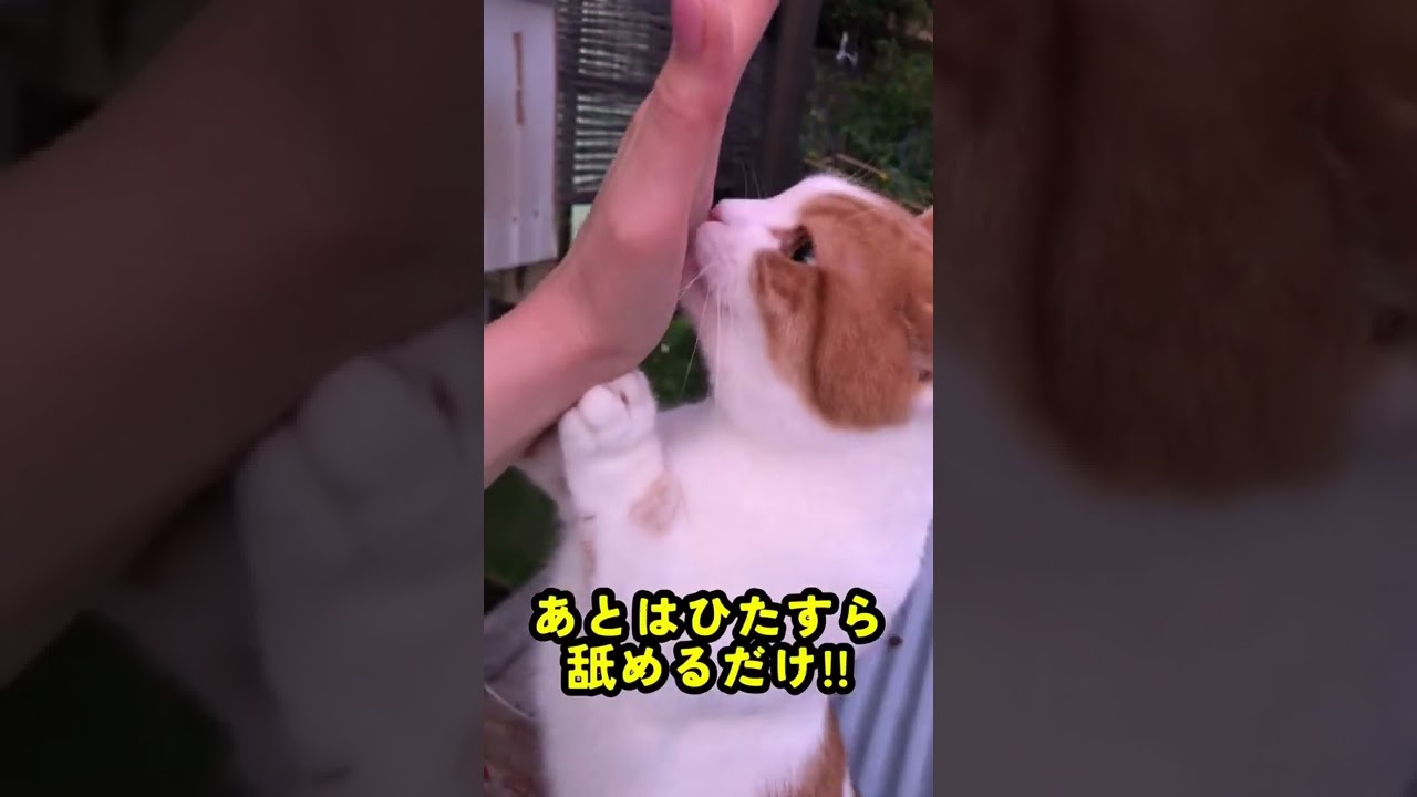 猫背を捨てよ!!【短足マンチカン】