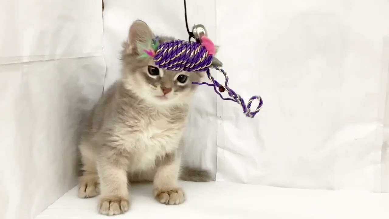 【 ソマリ 】とっても人懐っこい男の子♡