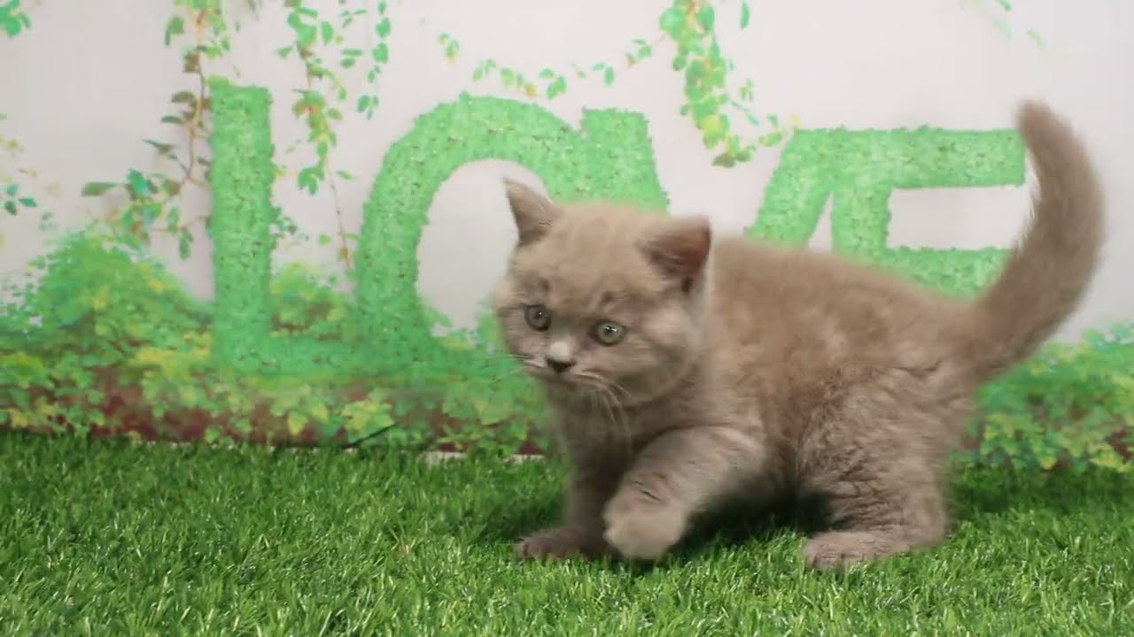 Coo&RIKU　No586553　ブリティッシュショートヘアー