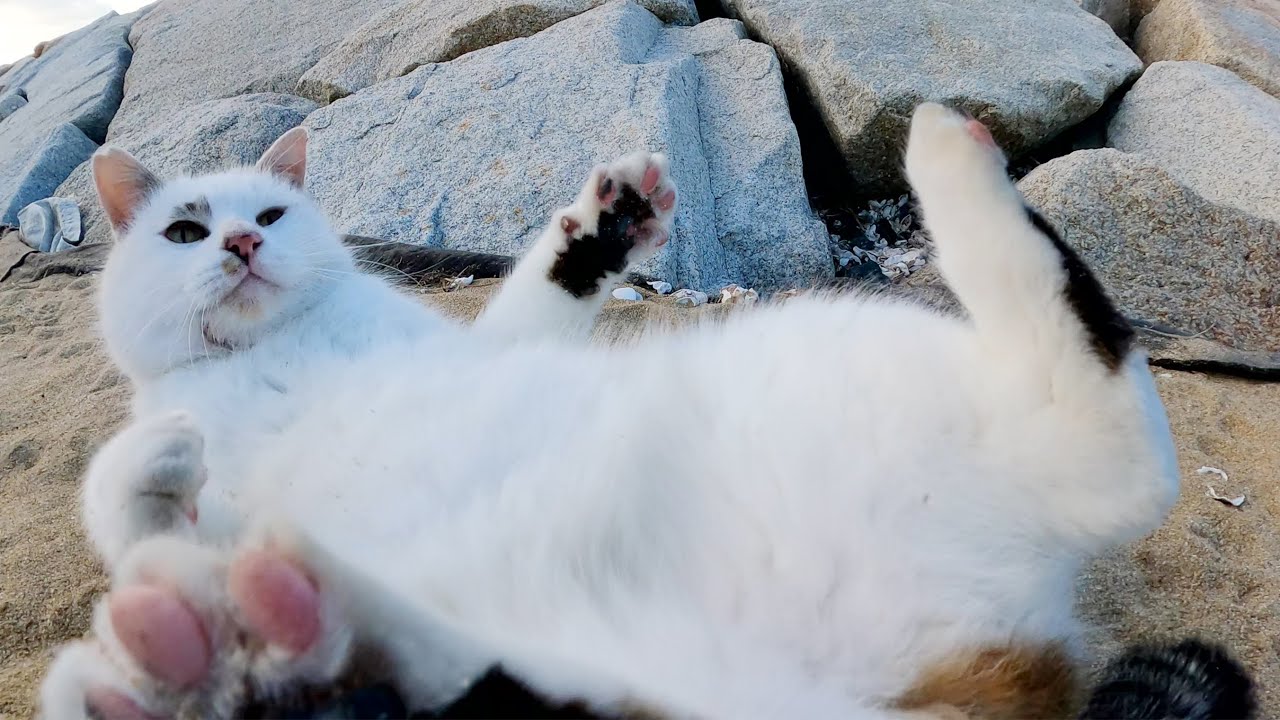 いつも大人しいマロ猫ちゃんがシャムミックス猫を追い回す
