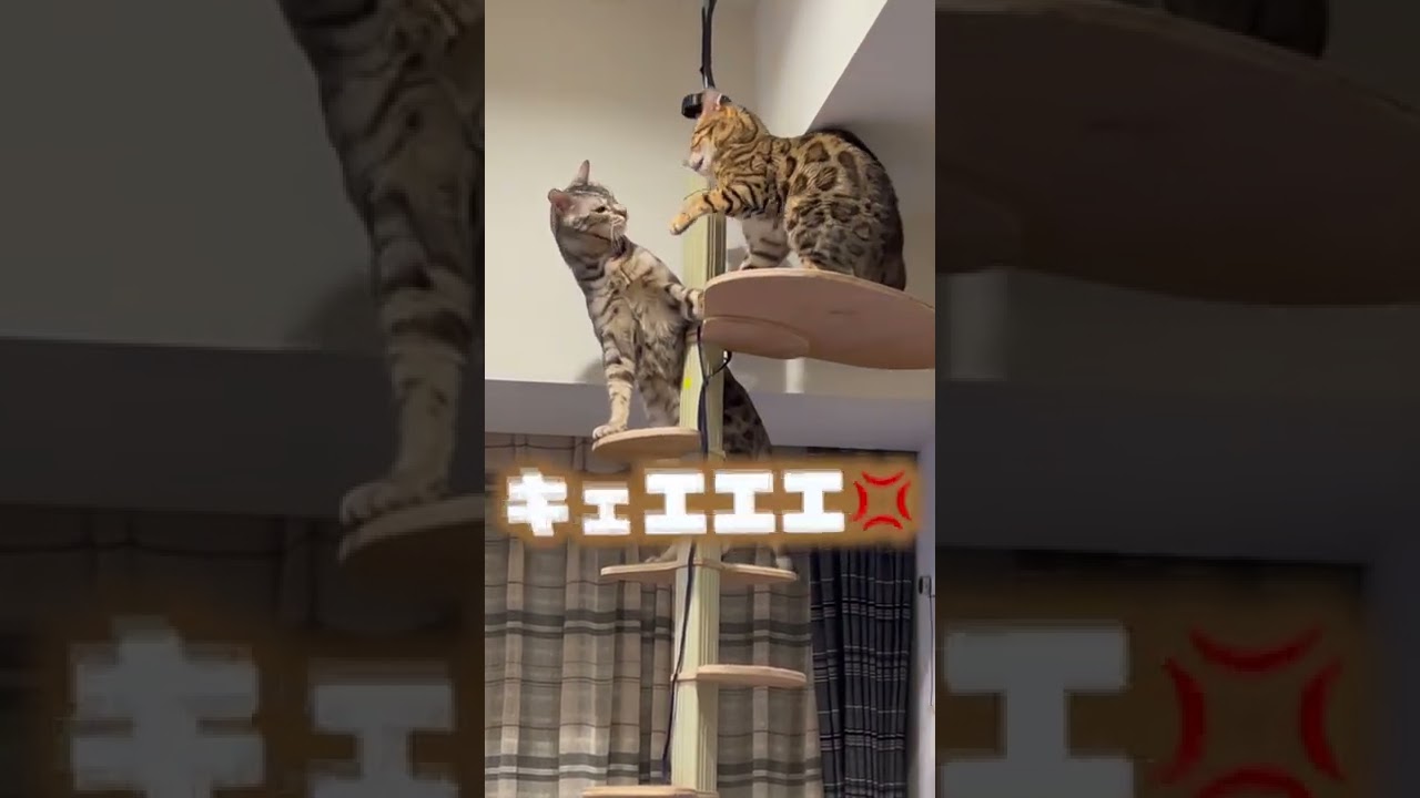 妻みたいに怒るロゼと俺みたいに頑張るルト