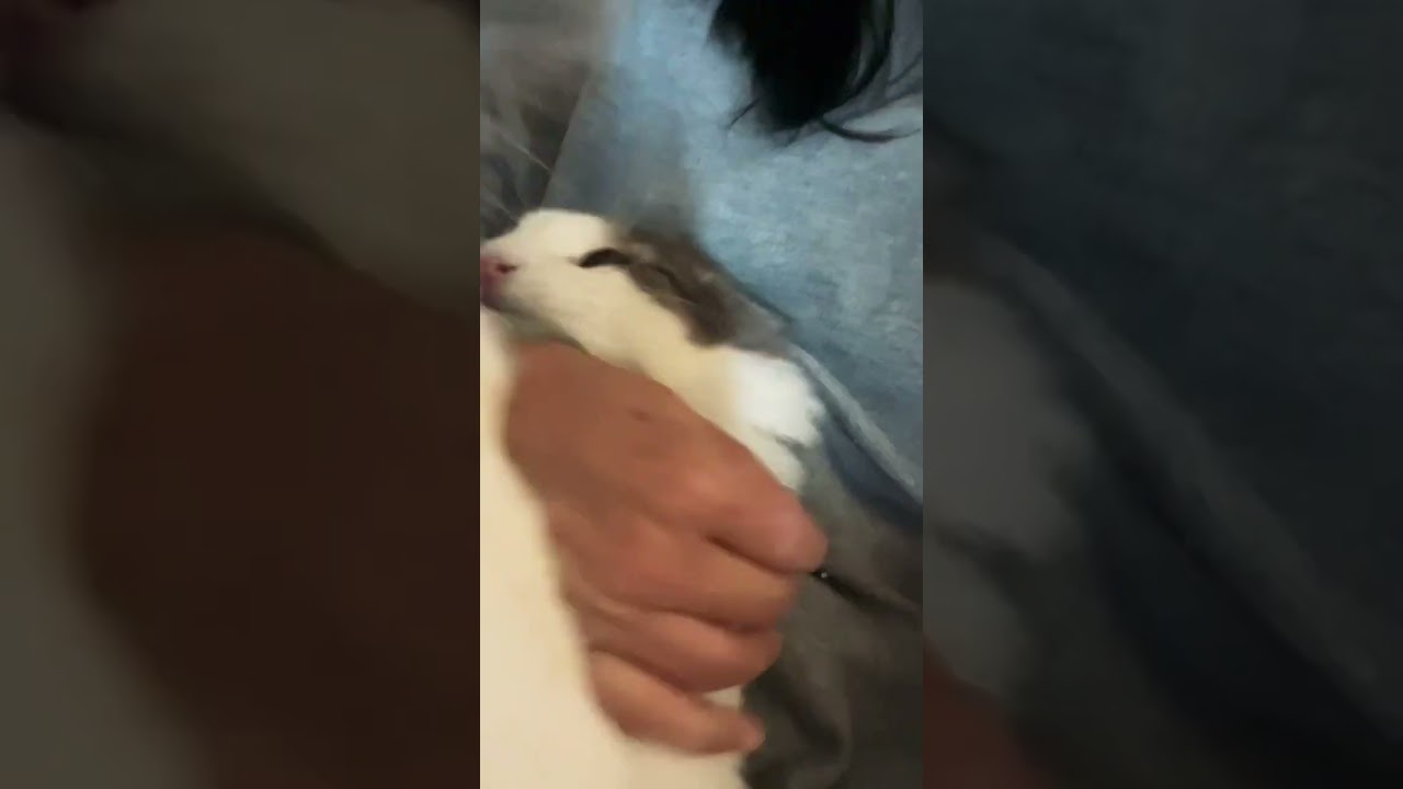 くっついて離れないリキ #ノルウェージャンフォレストキャット #猫との暮らし #甘噛み