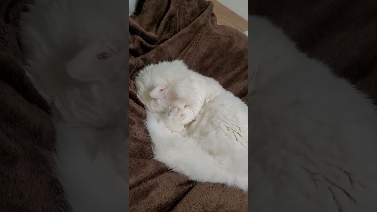 【癒し動画】猫が眩しい時にする行動 #shorts #アメリカンカール #猫動画