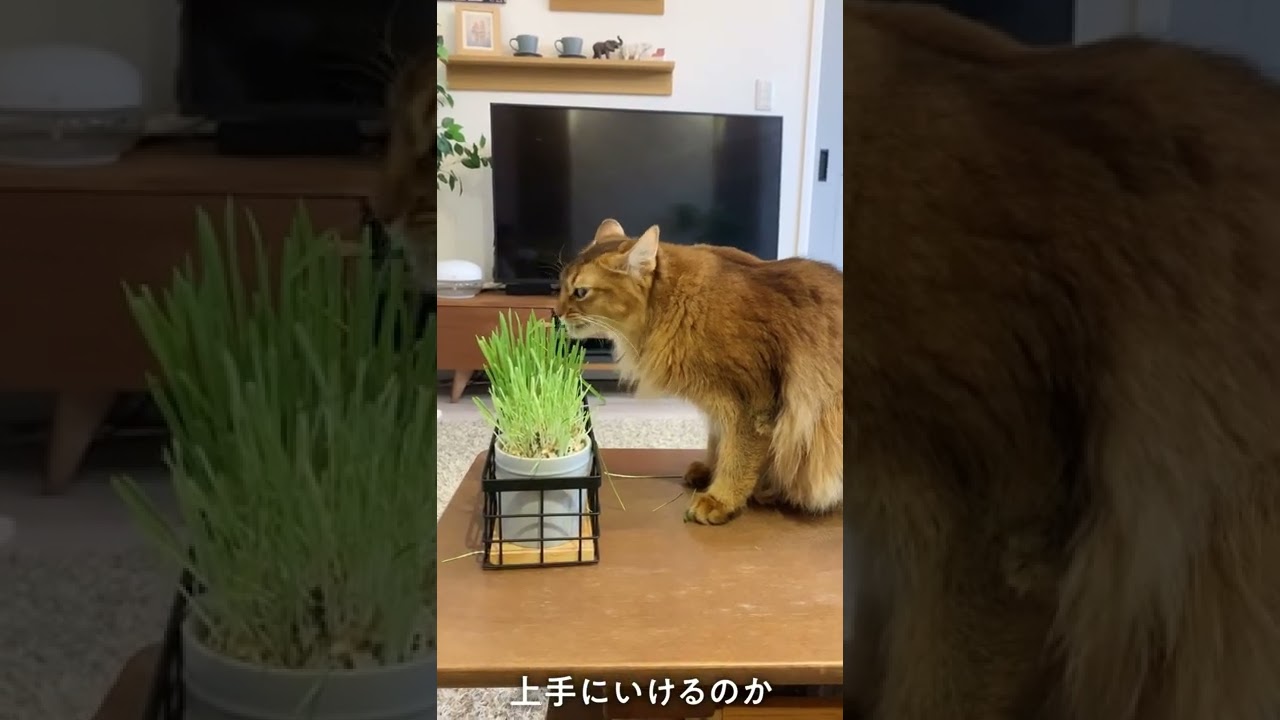#229　猫草をちらかすソマリ