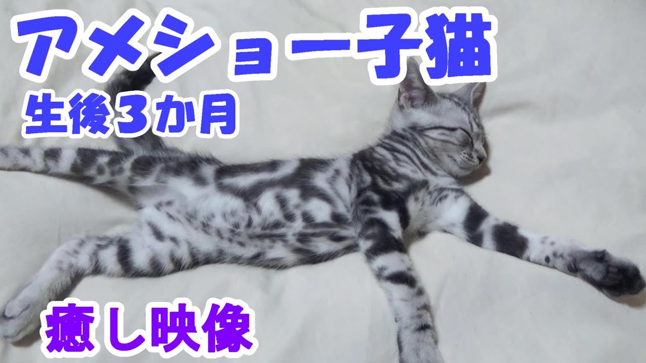 アメショー子猫、生後３ヶ月癒し映像　（アメリカンショートヘア）
