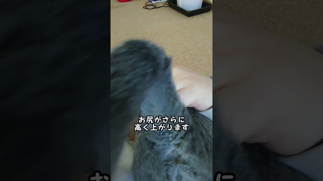 【猫動画】お尻を高くして添い寝するロシアンブルー【russianbule】#shorts　Russian Blue sleeping with her butt raised
