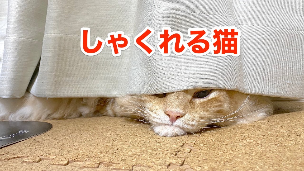 しゃくれる猫【大きい猫 メインクーン】