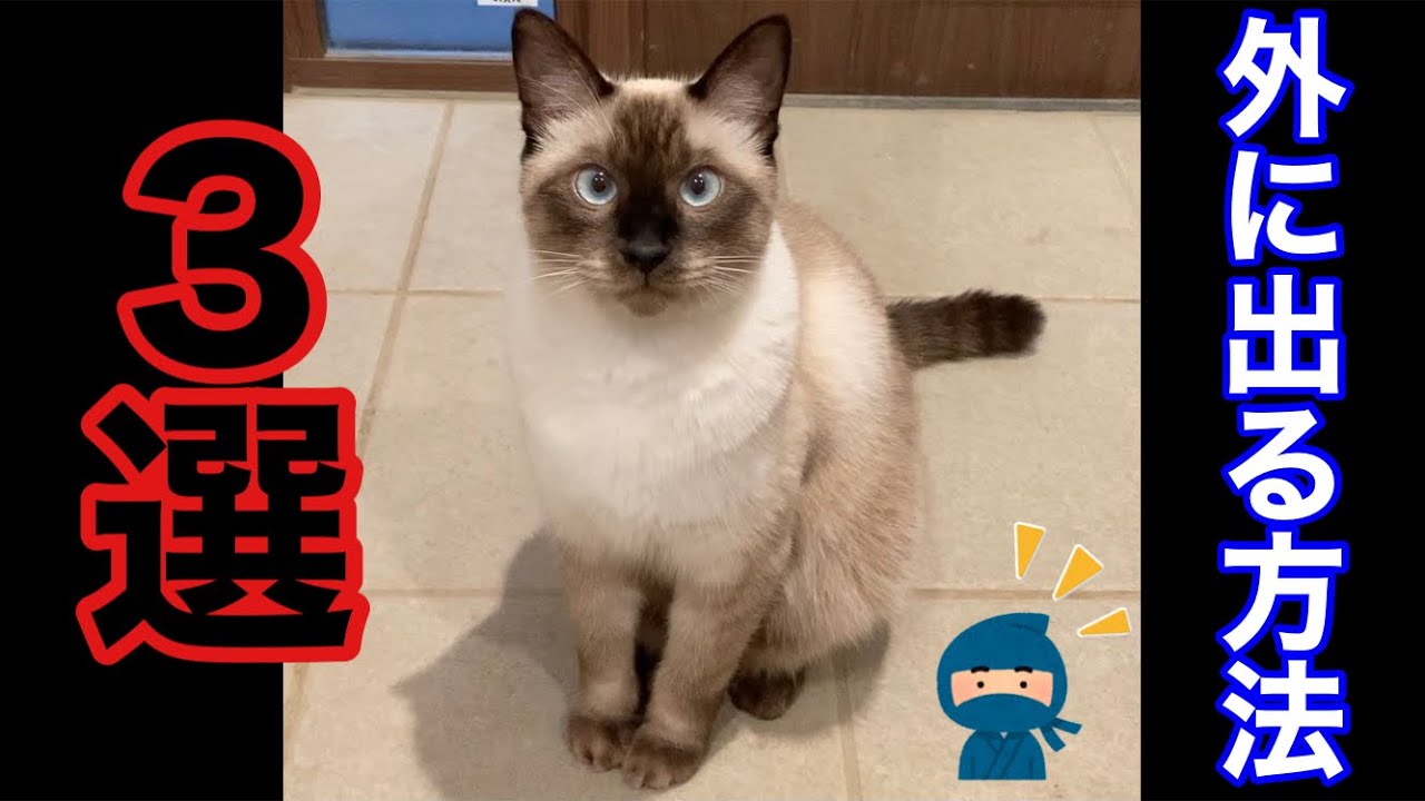 【シャム猫】家猫を一度でも外に出すとこうなります。色々な手段で出して貰おうとするおこげ。