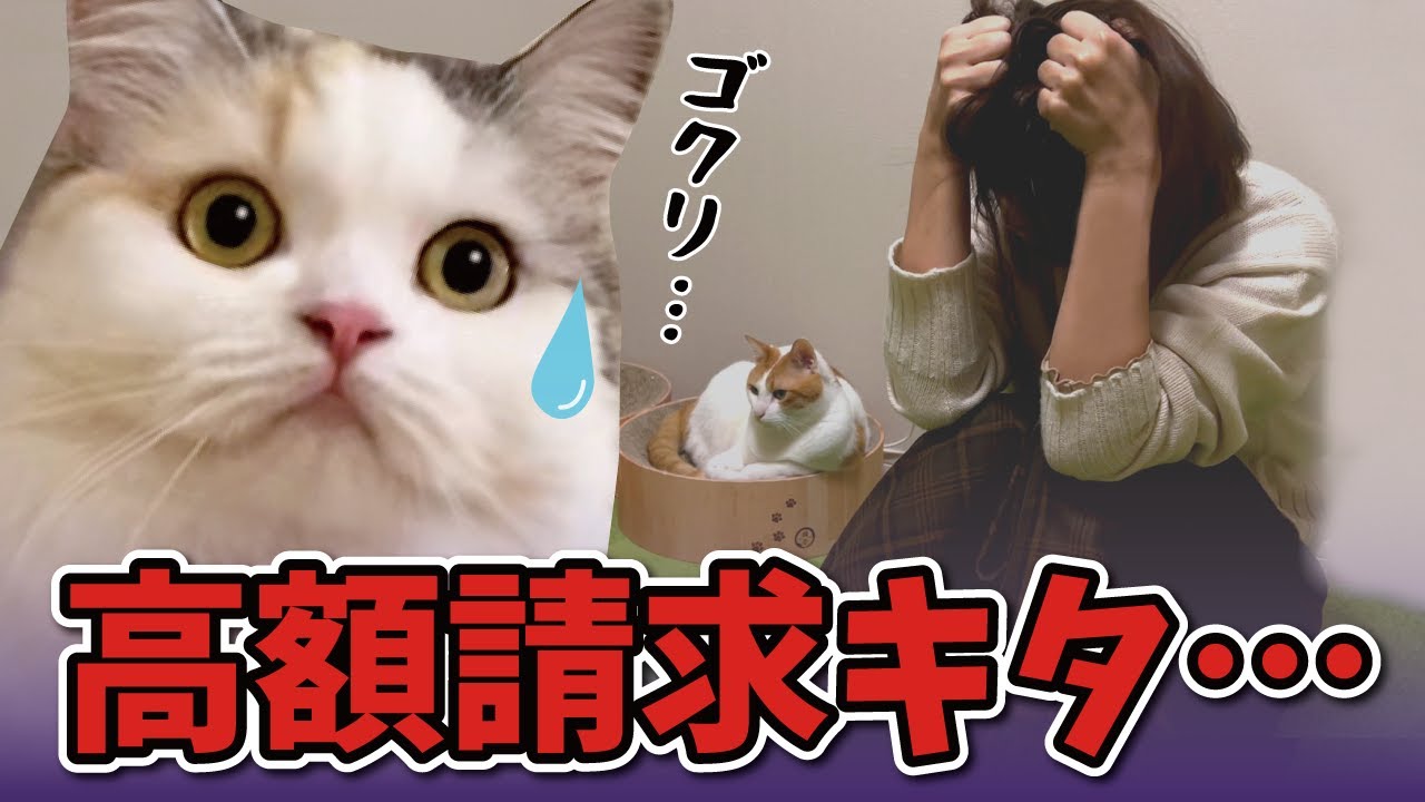 【絶望】絶対に逃れられない高額請求がきてしまいました…【関西弁でしゃべる猫】