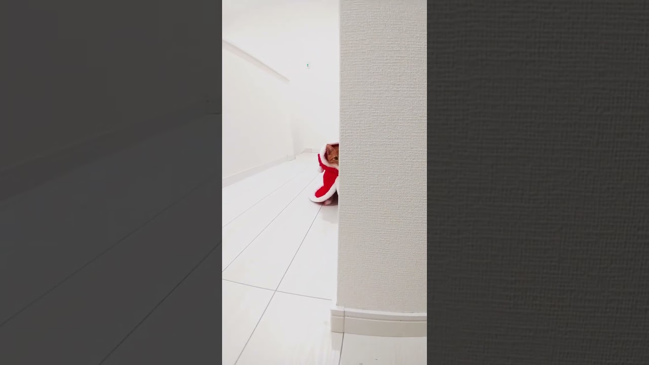 可愛い子猫がチラッ #shorts