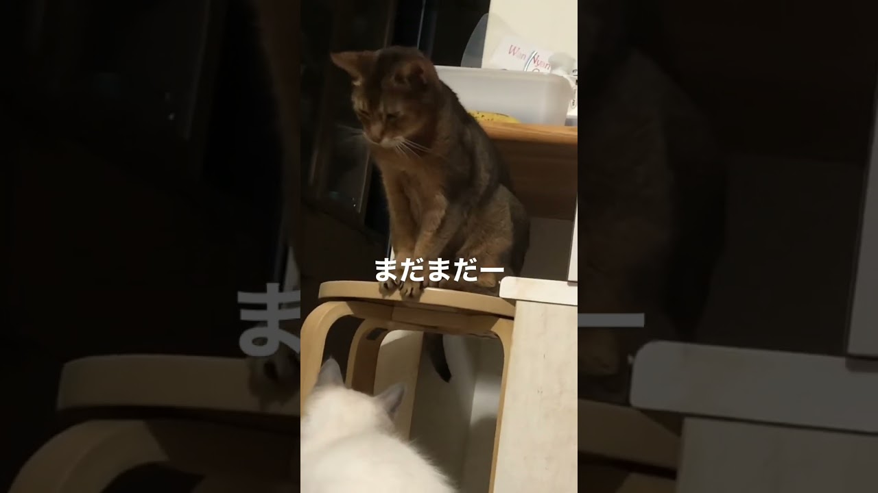 18歳のアビシニアン #shorts #猫動画 #アビシニアン #cat #まな猫