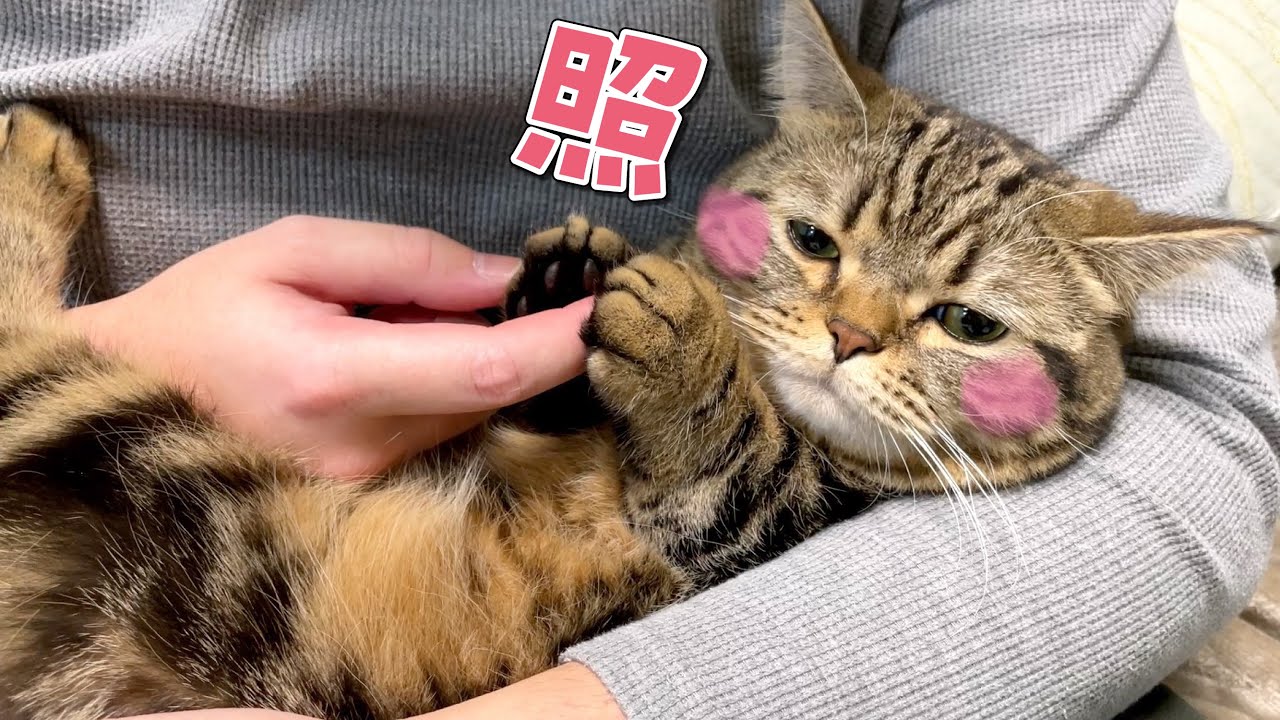 大好きなパパとの３日ぶりの再会に照れて本領発揮出来ない猫が可愛いw