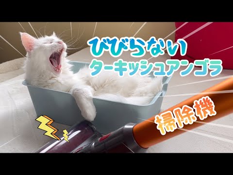 【ターキッシュアンゴラ】掃除機なんて怖くないにゃん！