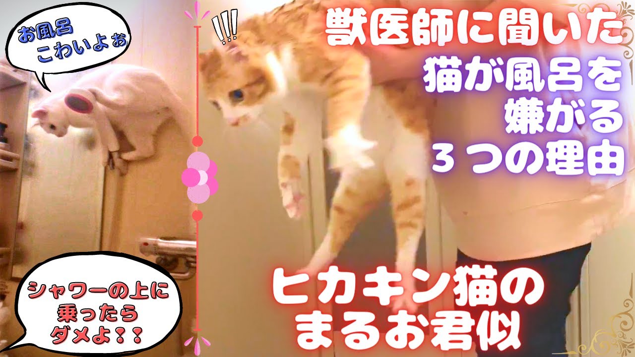 49話 Hikakinまるおくん似【保護猫 大絶叫‼】初めてのお風呂で暴れ狂う /  #猫 #cat #Hikakin #まるお