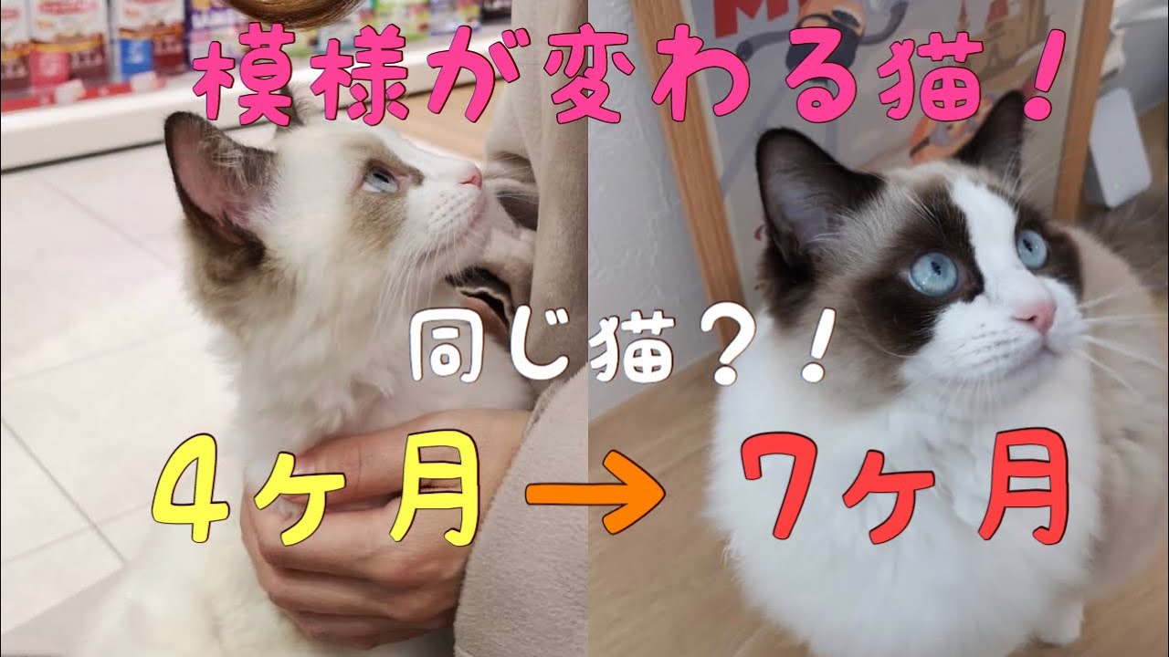 【模様が変わる猫】同じ猫？ビフォーアフターが面白い！～ラグドールのハク　ragdoll cat haku ～