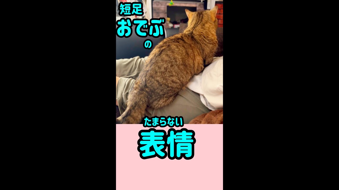 【みてみて】表情が可愛いまん丸猫　#shorts  #マンチカン  #ミヌエット