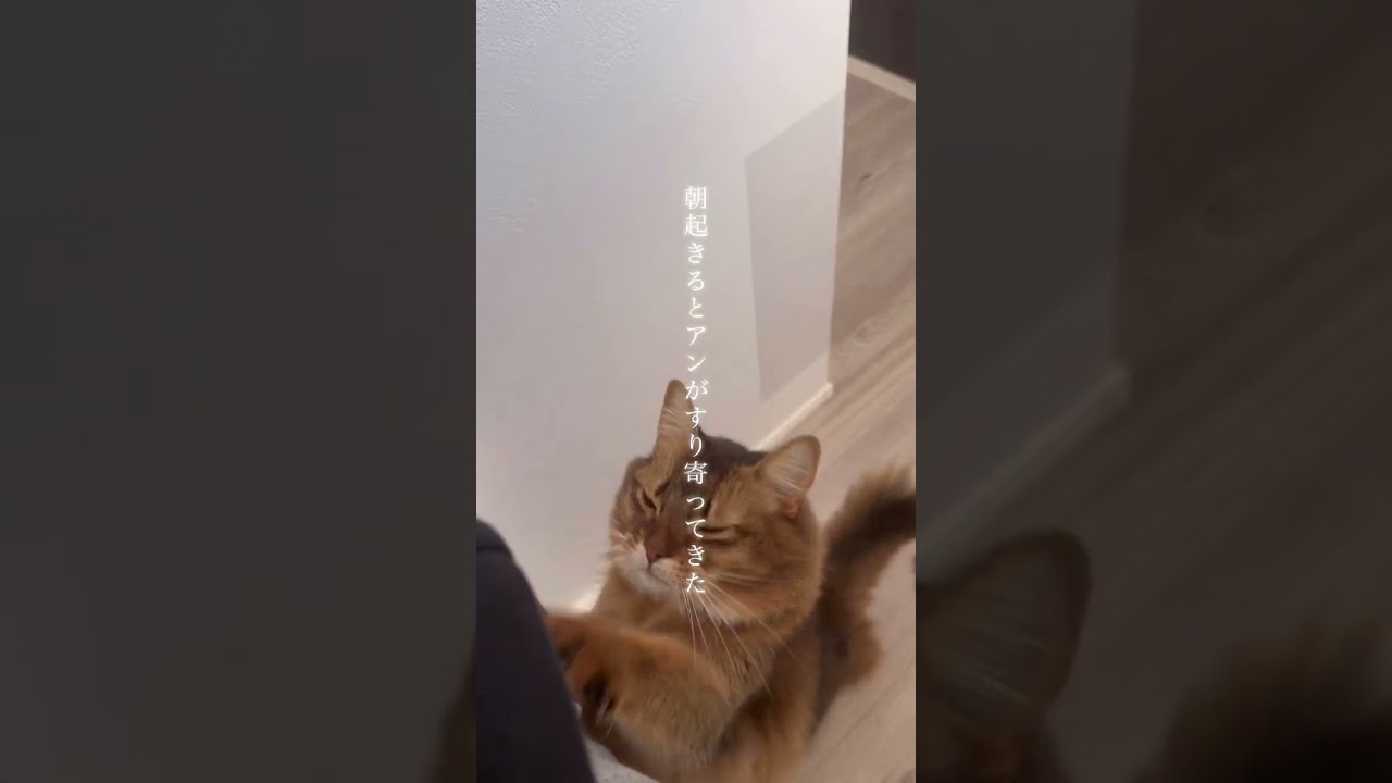 猫の時間と人の時間