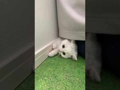 横向きで出没するスコティッシュフォールドの子猫【#shorts 】