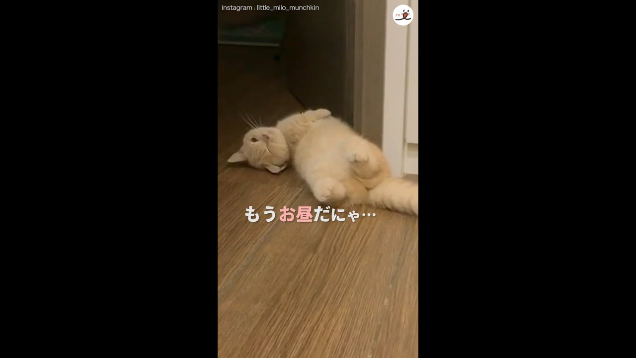 マンチカンの子猫ちゃん、がんばって起きたのに……「ぽてっ」しちゃうの？ #Shorts