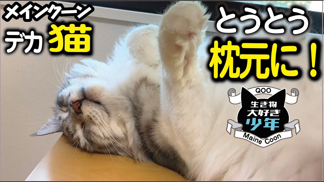 【メインクーン】大型猫がついに枕元に！猫が眠る場所で飼い主との信頼度が分かる
