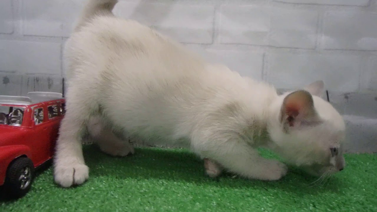 Coo&RIKU　No391642 トンキニーズ