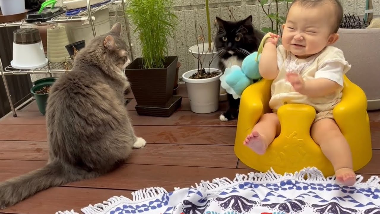アウトドア派の赤ちゃんと猫　ノルウェージャンフォレストキャット　outdoor baby and cat