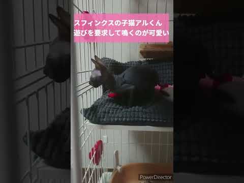 スフィンクスの子猫アルくん　珍しい鳴き声#shorts