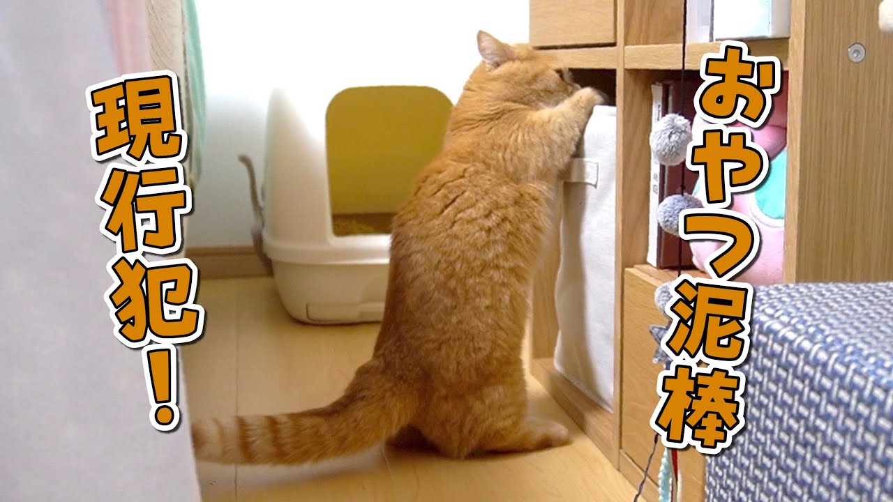 飼い主の目の前で大胆におやつを盗もうとする食いしん坊猫！