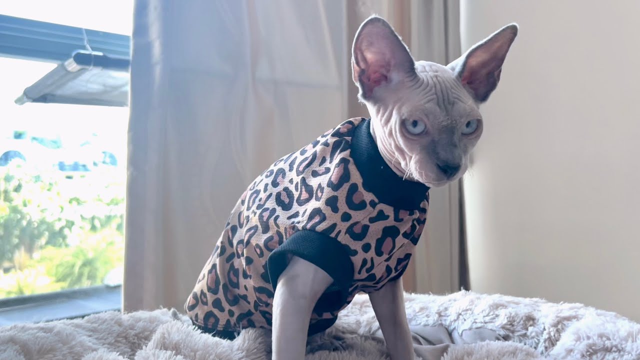 毛のない猫の日焼け防止対策【スフィンクス猫】